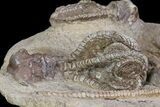 Plate Jimbacrinus Crinoid Fossils - Australia (Special Price) #68357-5